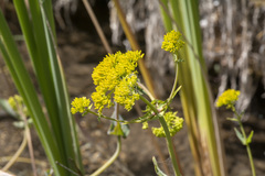 Flaveria chlorifolia