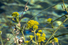 Flaveria chlorifolia