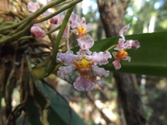 Trichocentrum oerstedii