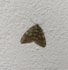 Epirrita dilutata