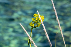 Flaveria chlorifolia