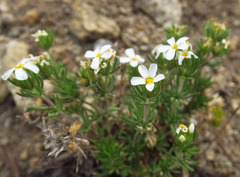 Leptosiphon nuttallii pubescens