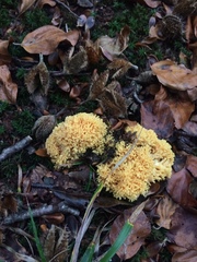 Ramaria flava