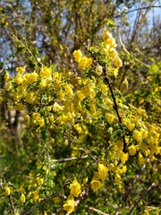 Tropaeolum brachyceras