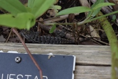 Sceloporus olivaceus