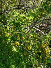Tropaeolum brachyceras