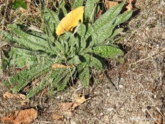 Echium vulgare pustulatum
