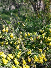 Tropaeolum brachyceras