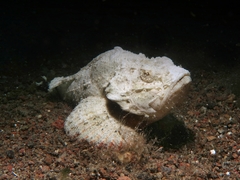 Scorpaenopsis macrochir