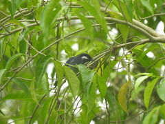 Conirostrum leucogenys