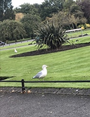 Larus argentatus