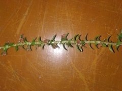 Paepalanthus fluviatilis