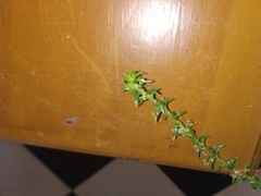 Paepalanthus fluviatilis