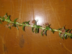 Paepalanthus fluviatilis