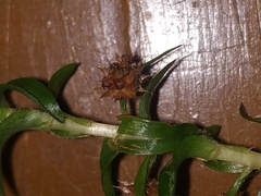 Paepalanthus fluviatilis