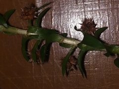 Paepalanthus fluviatilis