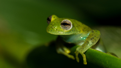 Centrolene quindianum