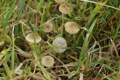 Mycena olivaceomarginata
