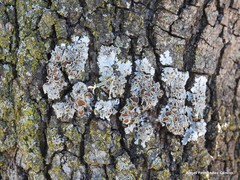 Parmelina carporrhizans