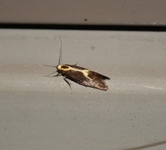 Polix coloradella