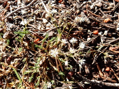 Sabulina nuttallii
