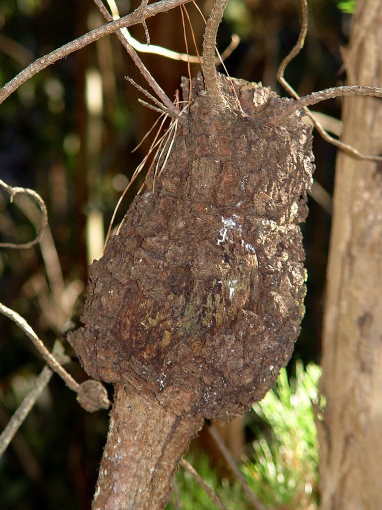 Rhizobacteria