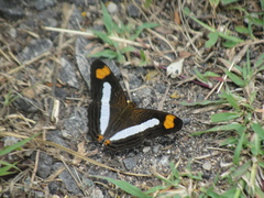 Adelpha fessonia