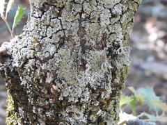 Flavoparmelia soredians