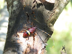 Trachyderes elegans