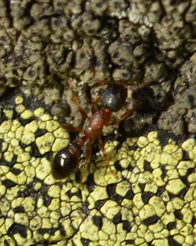 Leptothorax acervorum