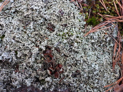 Xanthoparmelia stenophylla