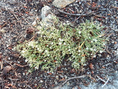 Sabulina nuttallii
