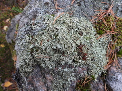 Xanthoparmelia stenophylla