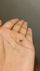Culicidae