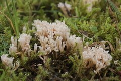 Ramaria gracilis