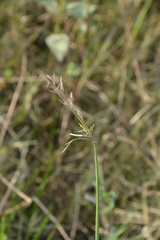 Cyperus articulatus