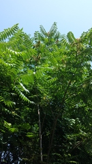Ailanthus altissima