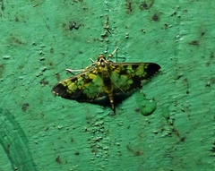 Diacme elealis