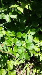 Celastrus orbiculatus
