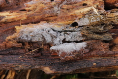 Botryobasidium subcoronatum