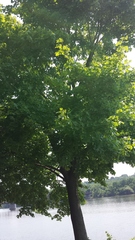 Acer platanoides