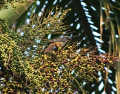 Saltator coerulescens