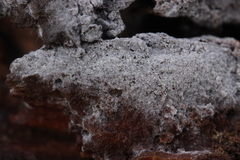 Botryobasidium subcoronatum