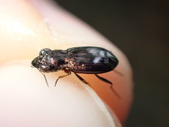 Notiophilus rufipes