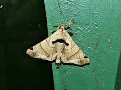 Apatelodes pandarioides