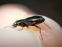 Notiophilus rufipes