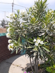Nerium oleander