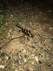 Salamandra corsica