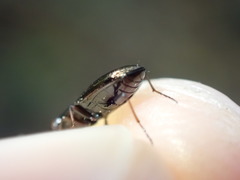 Notiophilus rufipes