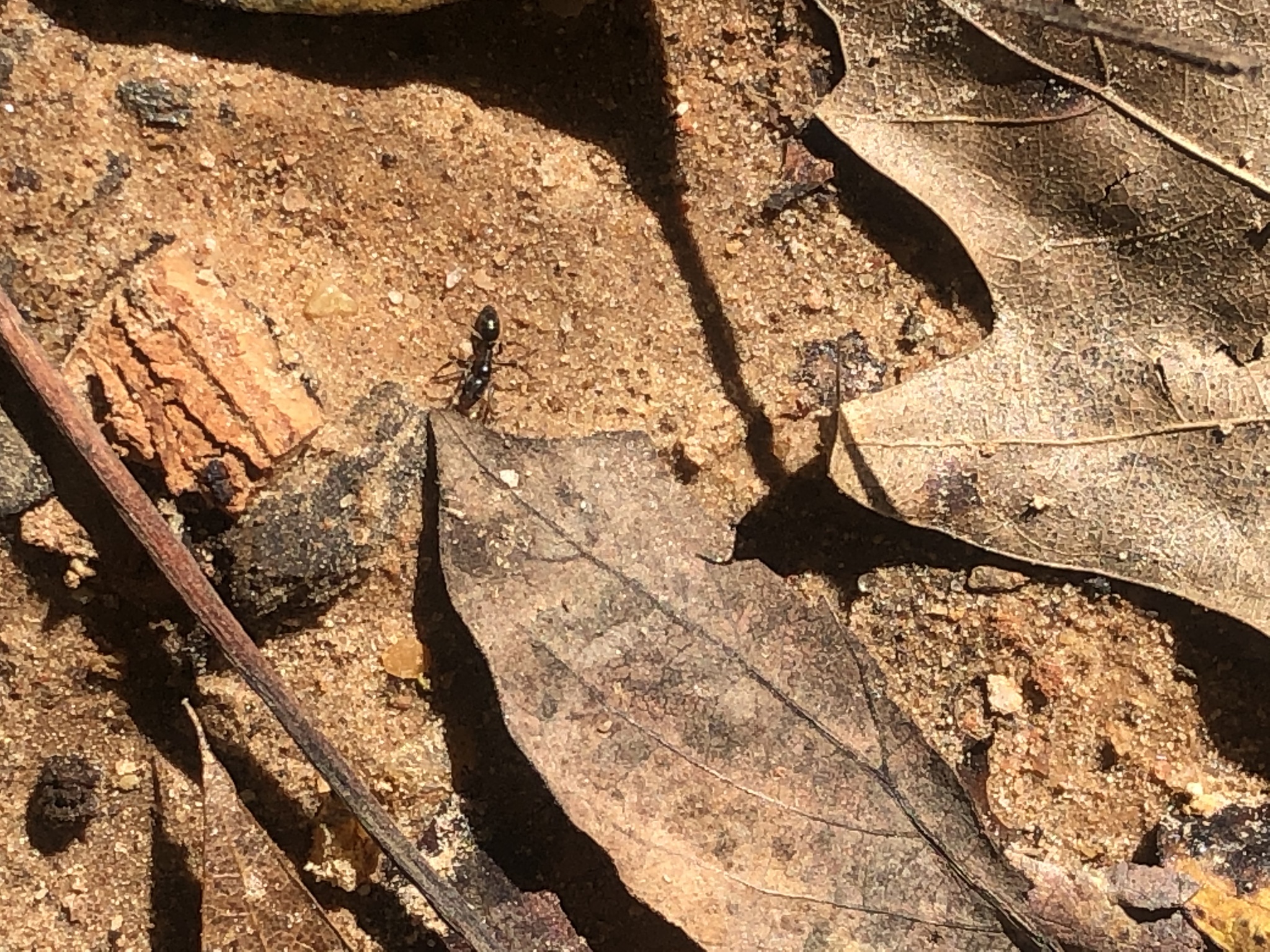 Brachyponera chinensis